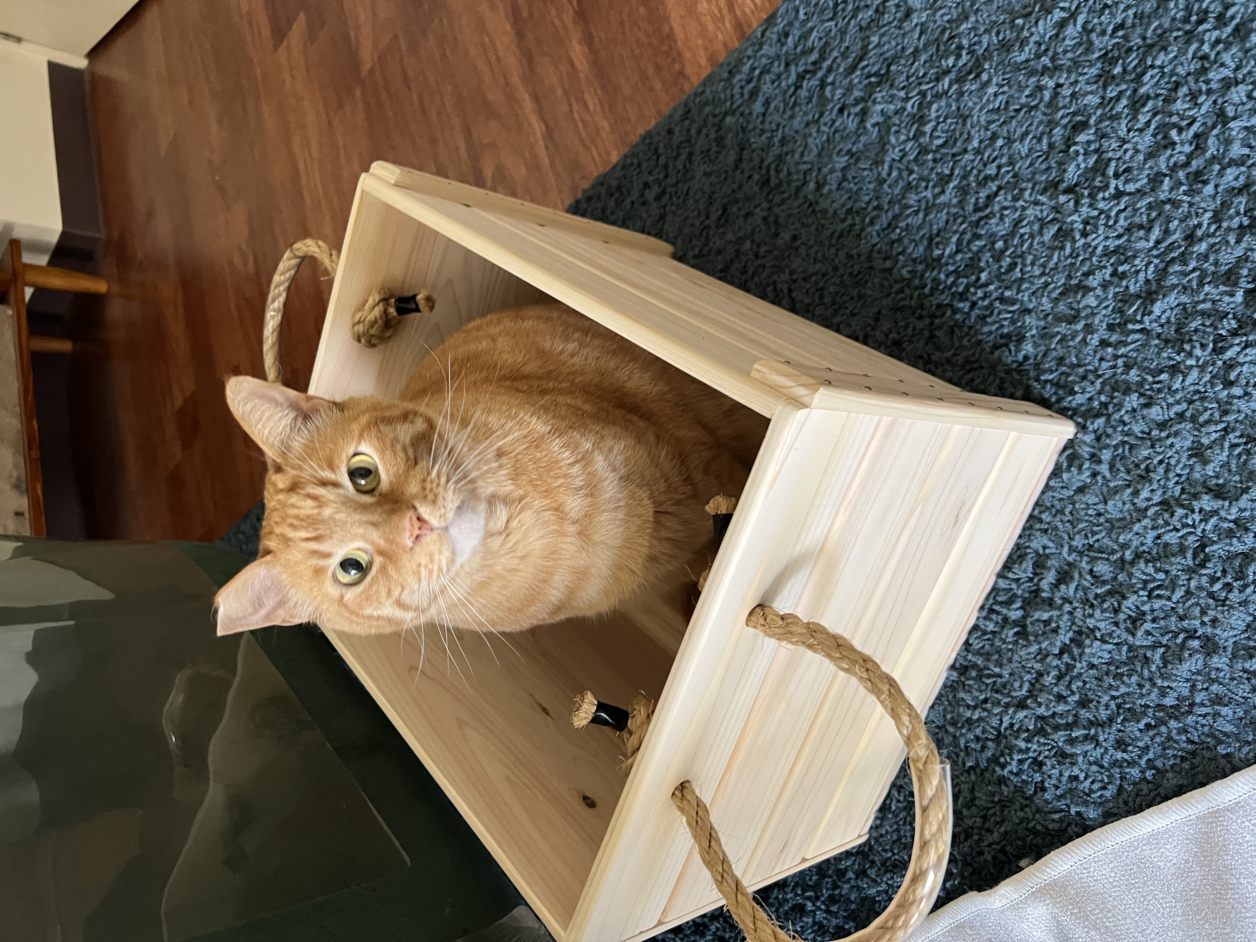 A very sophisticated orange cat in a box